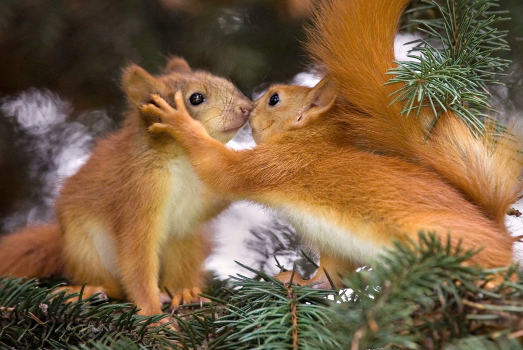 Pair-of-baby-red-squirrels-appear-to-share-a-kiss