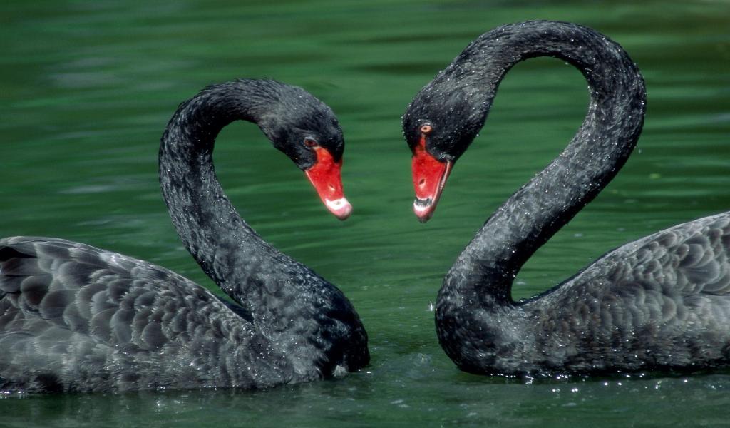 black-swan-animal-couple-facebook-timeline-cover,1024x600,65752