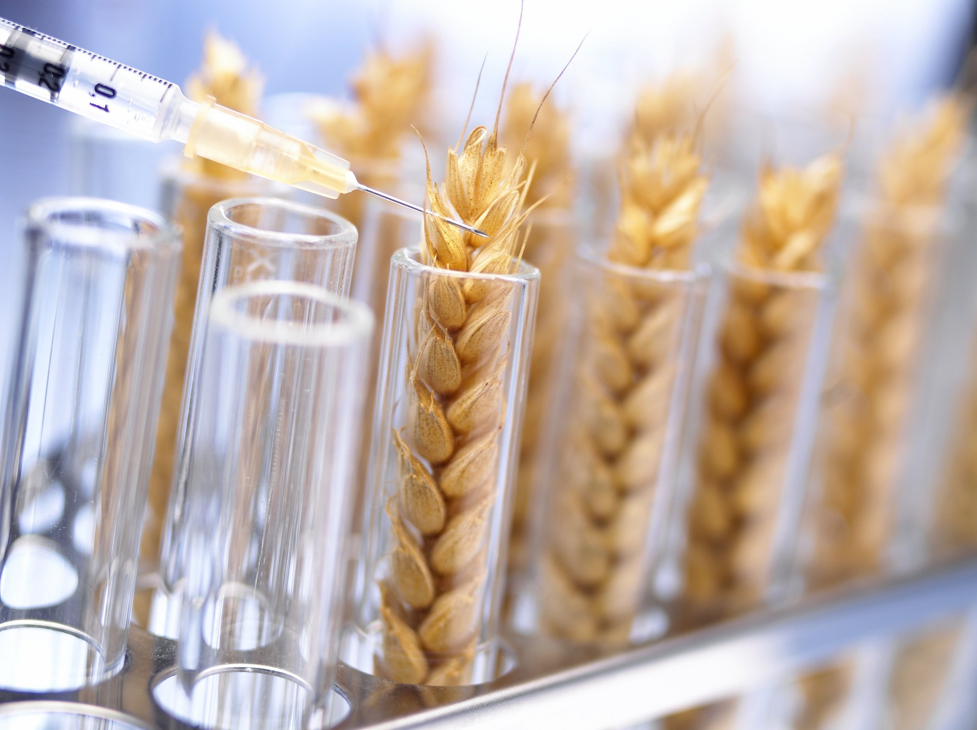 Высоко продуктивная. Генная инженерия в сельском хозяйстве. ГМО пшеница. ГМО В сельском хозяйстве. Биотехнологии в сельском хозяйстве.